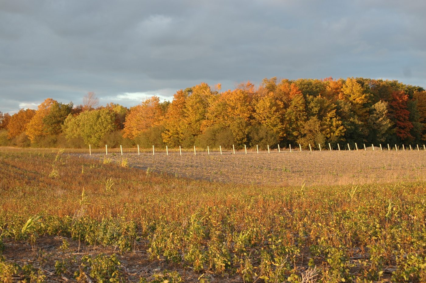 Block #3 vines, 2014